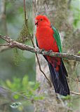 Australian King-Parrot